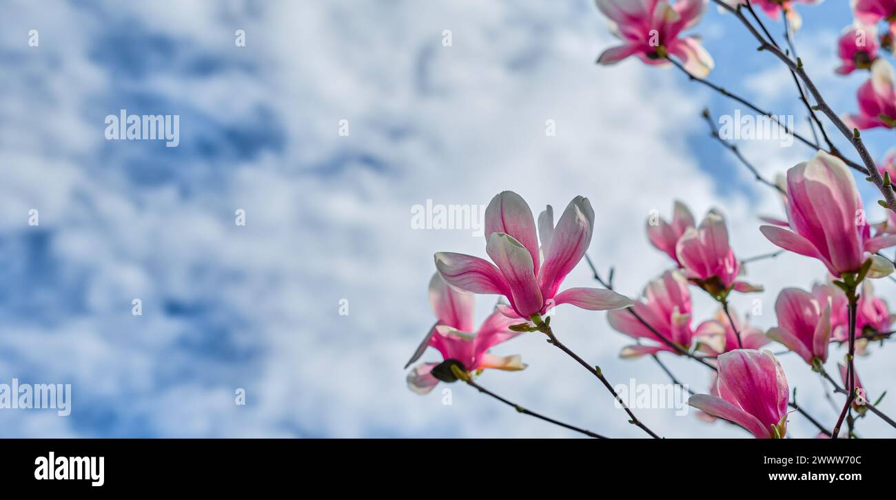 Idee für Frauentag, blühende Magnolien am Himmel mit Wolken, selektiver Fokus und verschwommenem Hintergrund, Muttertagskarte Stockfoto