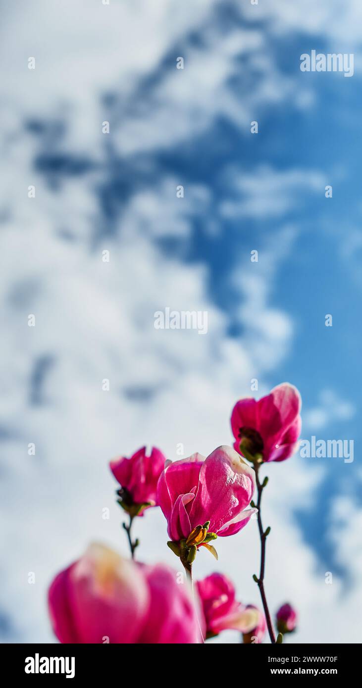 Blühende Magnolien gegen Himmel mit Wolken im alten Park, selektiver Fokus, verschwommener Hintergrund, Idee für vertikalen Flyer mit Platz für Text Stockfoto