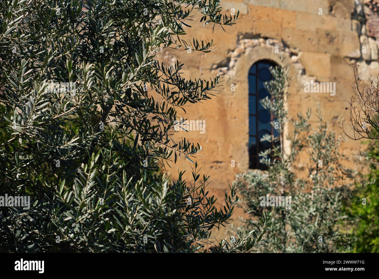 Junge Olivenbäume vor dem Hintergrund eines alten Tempels, selektiver Fokus auf Baumzweige, Idee für eine Postkarte Stockfoto