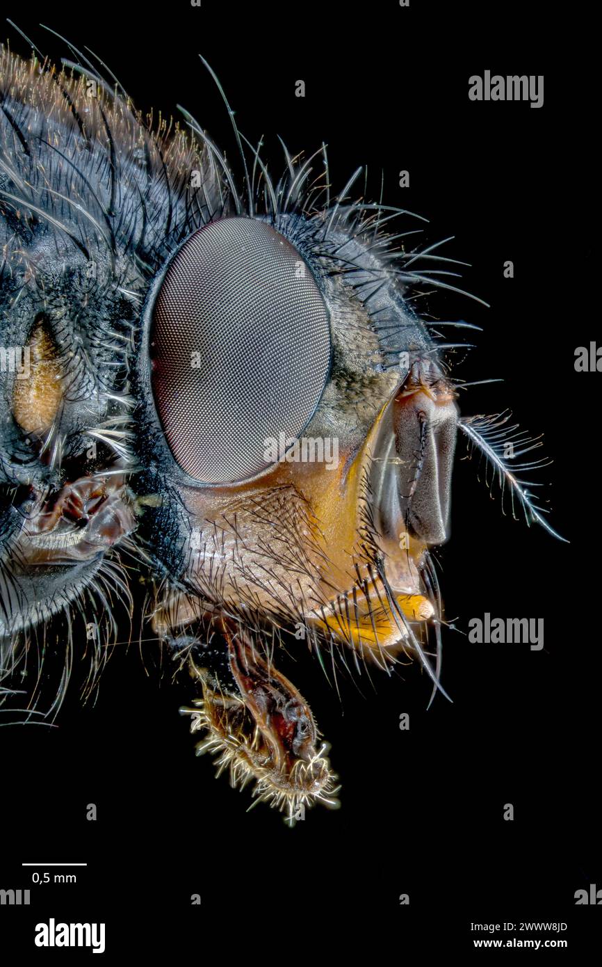 Das Gesicht einer Bottlebiene (Calliphora vomitora). Stockfoto