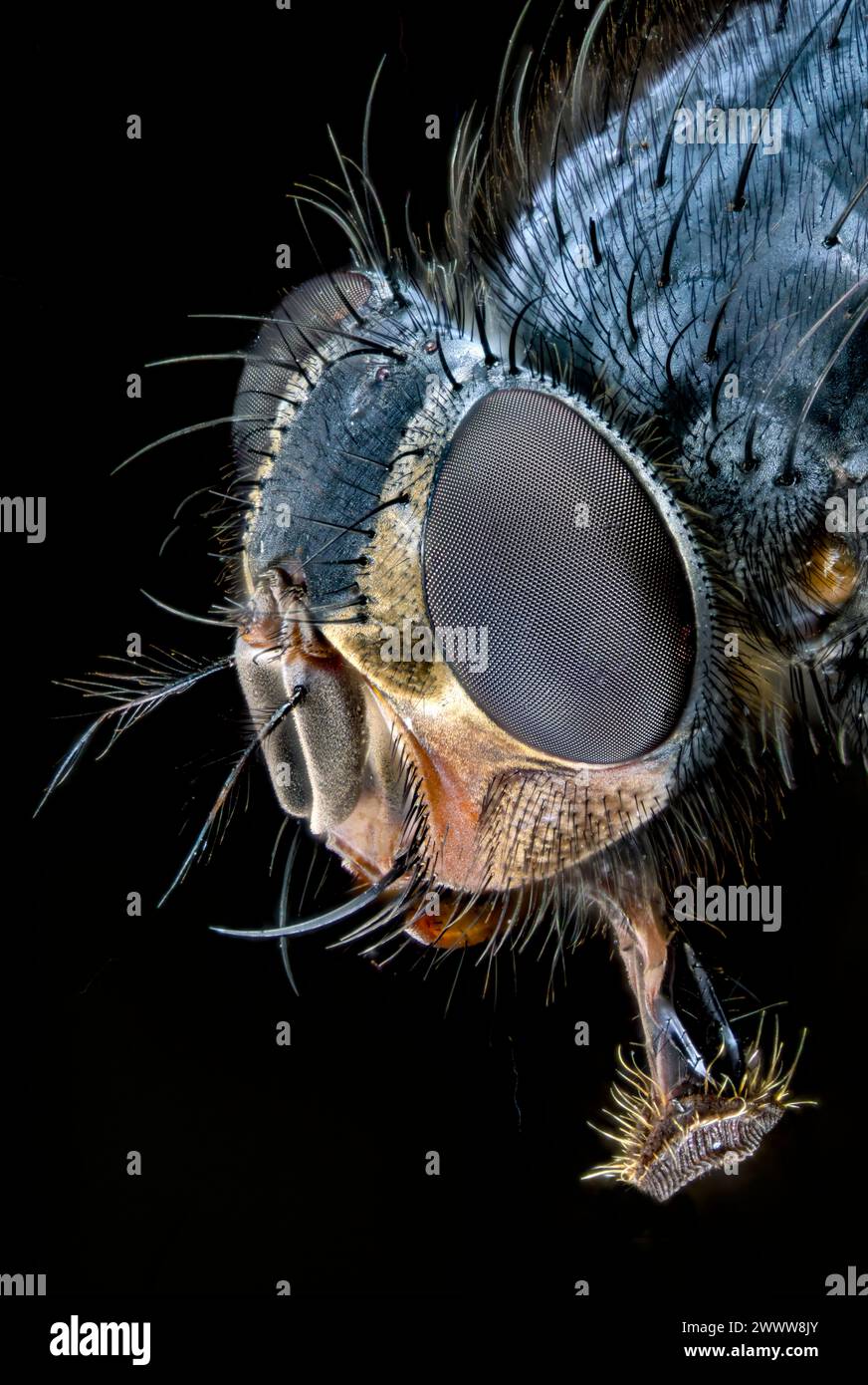 Gesicht und Mundteile der blauen Flaschenfliege (Calliphora vomitora). Stockfoto