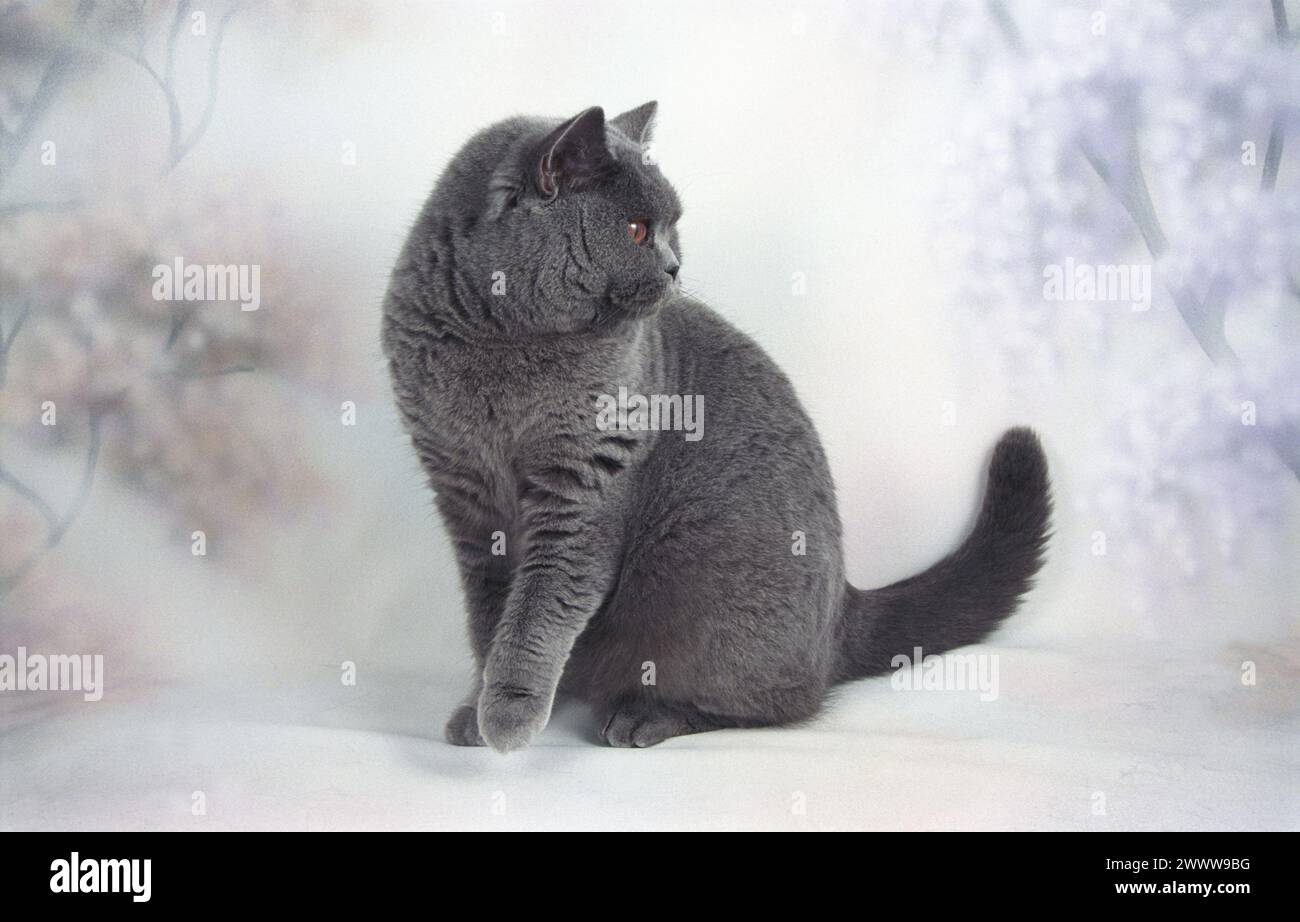 Britische Kurzhaar-blaue Katze, die zur Seite auf einem rosa und lila geblümten Hintergrund BSH schaut Stockfoto