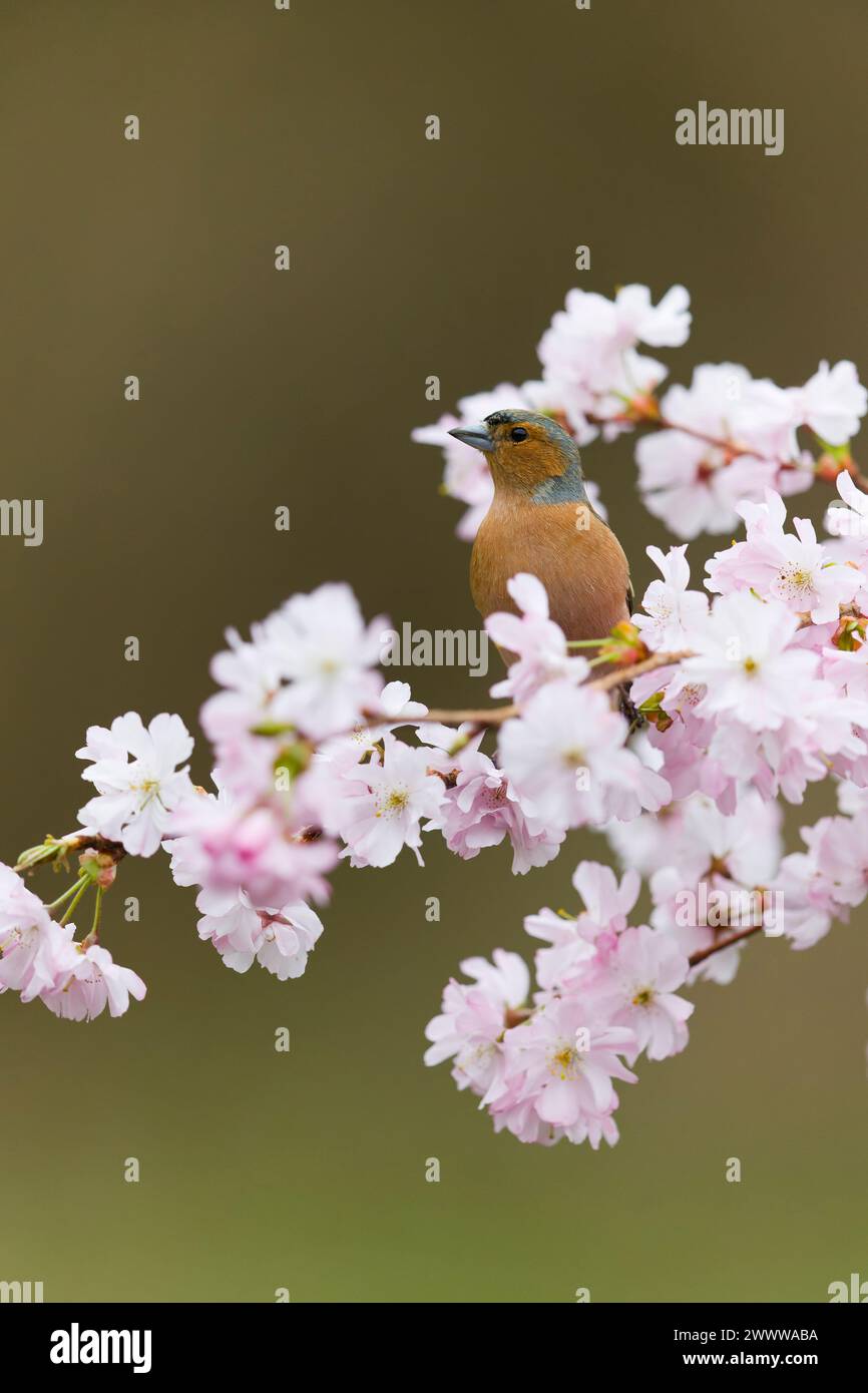 Fringilla Coelebs, männlicher Erwachsener, hoch oben auf einem Blütenzweig, Suffolk, England, Marsch Stockfoto