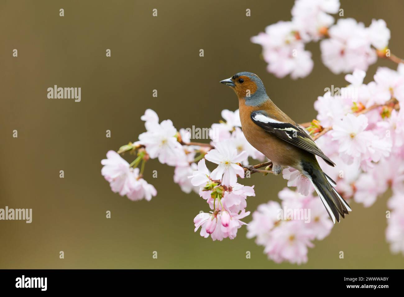 Fringilla Coelebs, männlicher Erwachsener, hoch oben auf einem Blütenzweig, Suffolk, England, Marsch Stockfoto