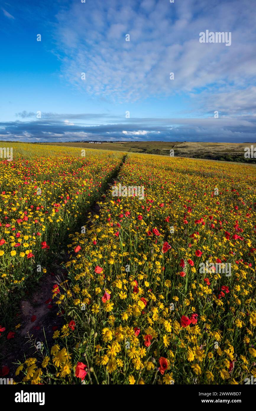 West Pentire; Mais-Ringelblumen und Mohnblumen in Blume; Sommer; Cornwall; Großbritannien Stockfoto