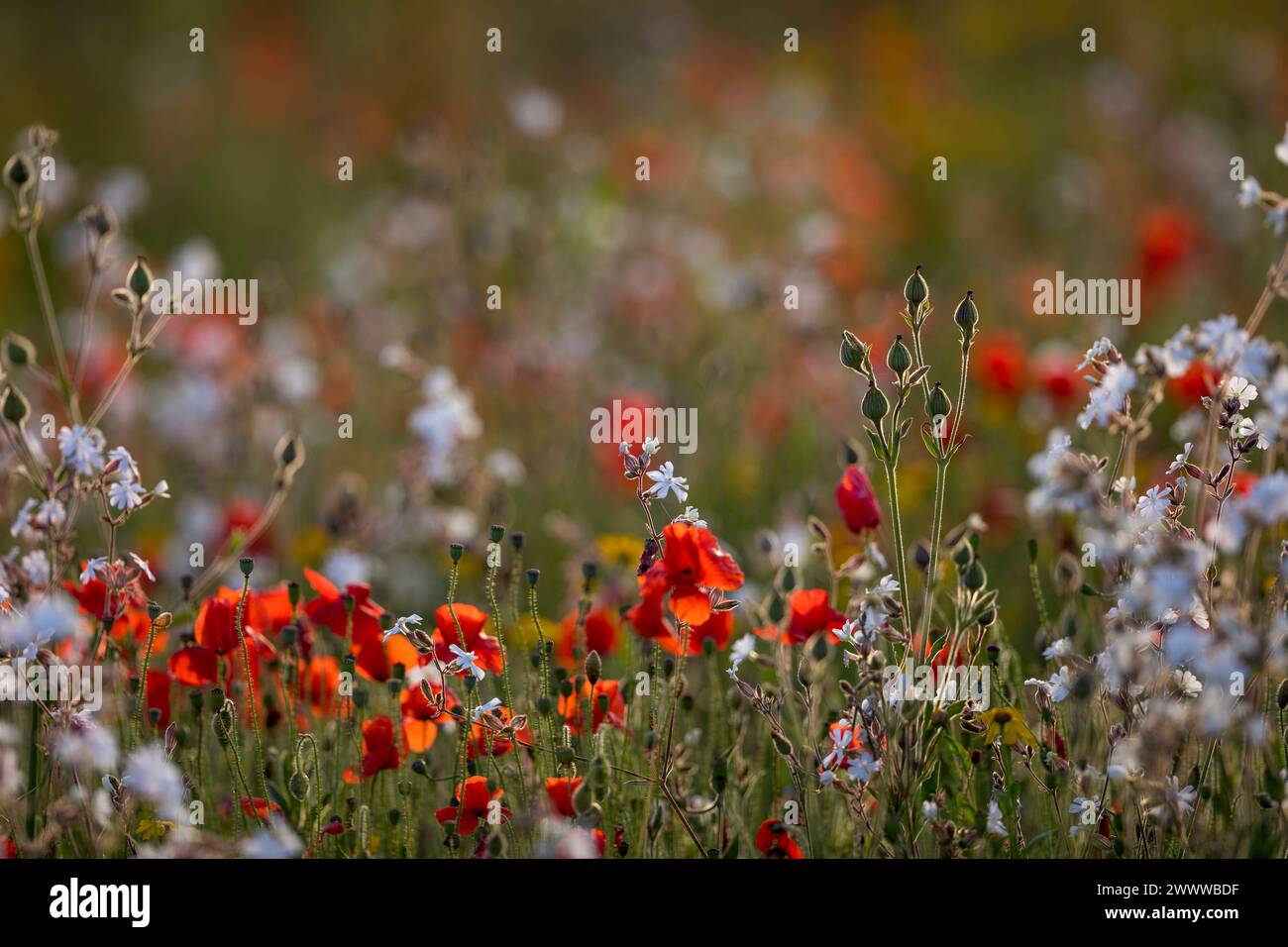 Weiß Campion und Mohn; Cornwall, UK Stockfoto