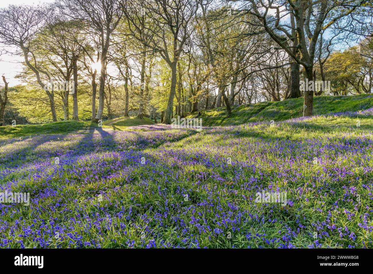 BlackBerry Camp; Iron Age Hill Fort; Bluebells in Flower; Devon; Großbritannien Stockfoto