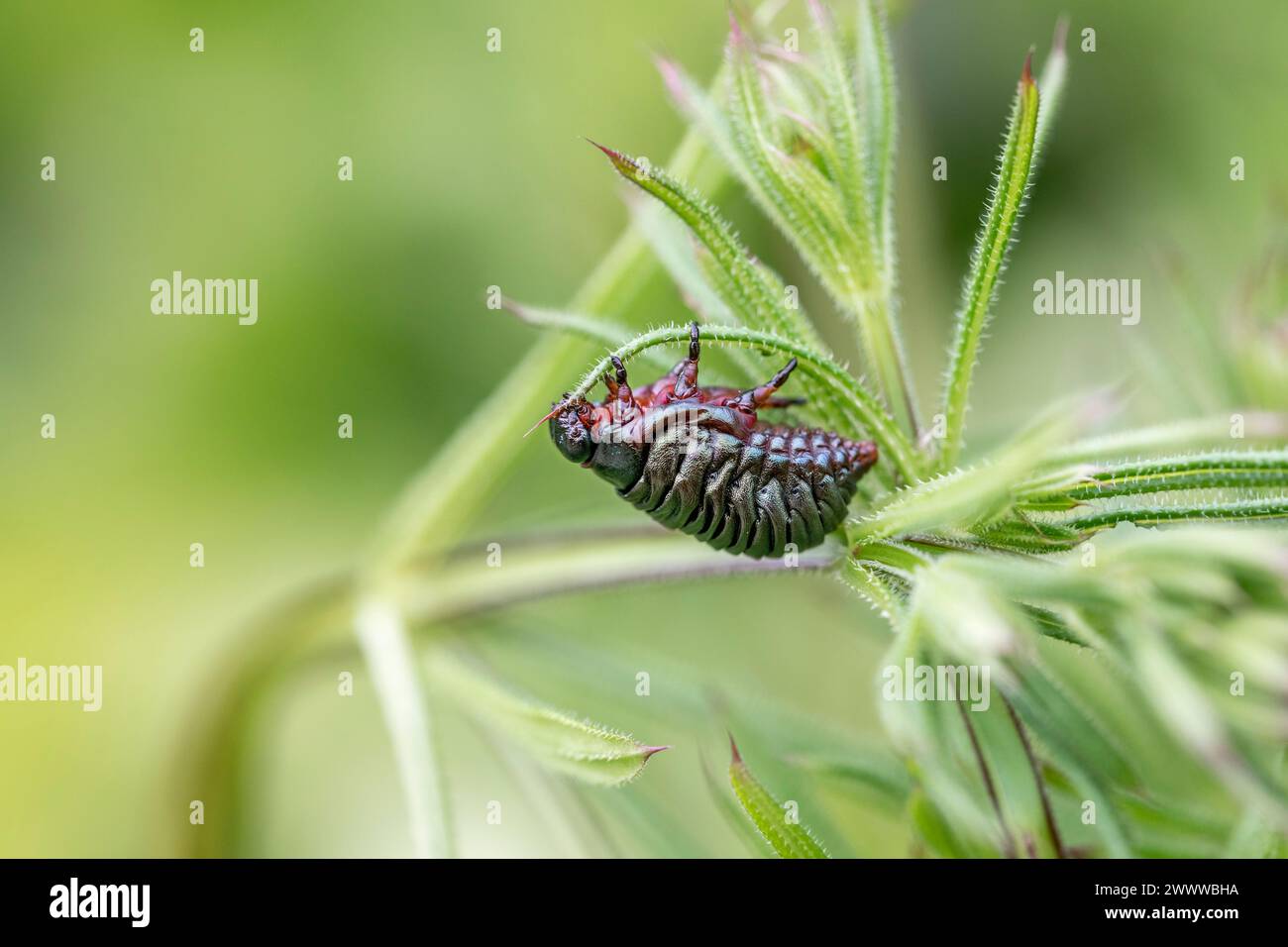 Bloody Nose Beetle; Timarcha tenebricosa; Lava on Goosegrass; Großbritannien Stockfoto