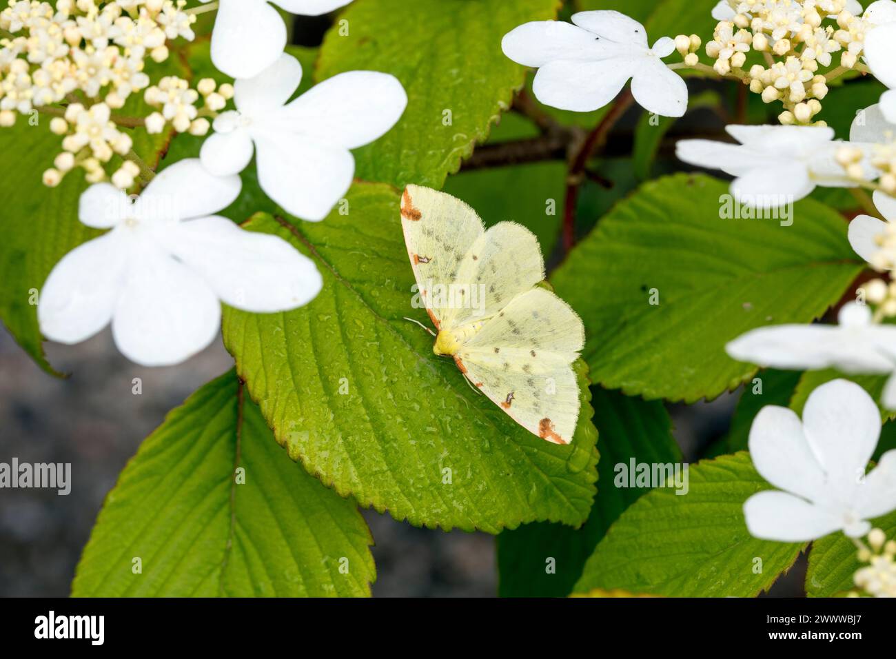 Schwefel Schmetterling; Gonepteryx rhamni; on Vibernum; UK Stockfoto