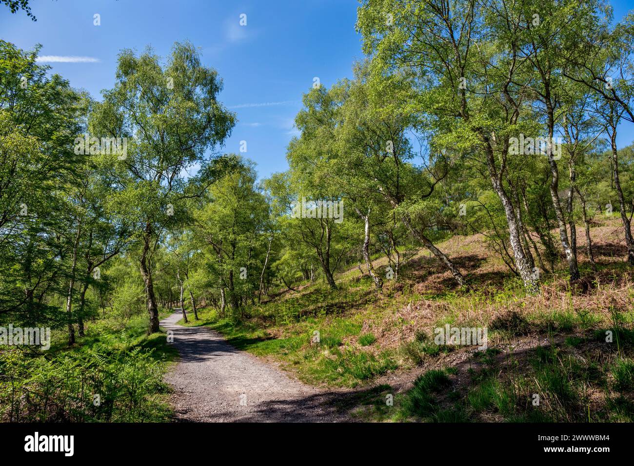 Cannock Chase; Sherbrook Valley und Brocton Coppice; Staffordshire; Großbritannien Stockfoto
