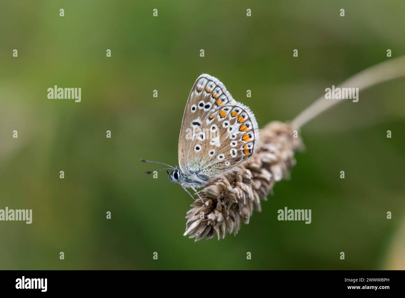 Blauer Schmetterling; Polyommatus icarus; weiblich; UK Stockfoto