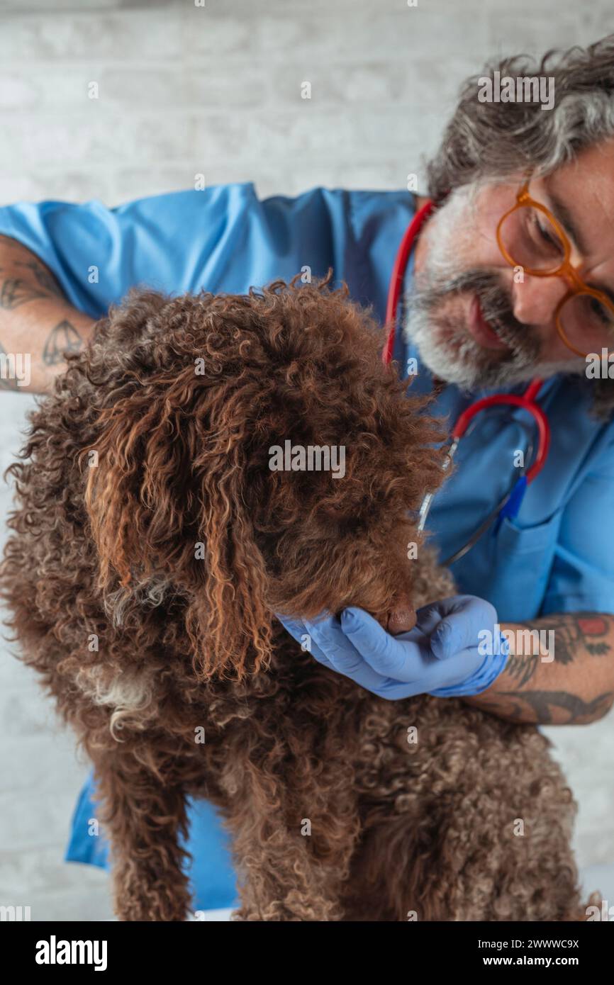 Tierarzt untersucht Hund auf dem Tisch. Haustiergesundheit und medizinisches Konzept. Nahaufnahme. Stockfoto