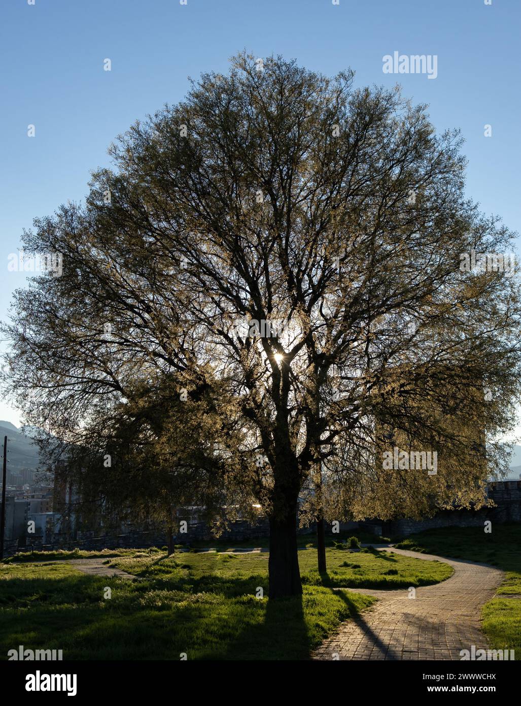 Amerikanische Ulme im Central Park im Frühling, Sommer, mit Sonnenschein durch die Äste Stockfoto