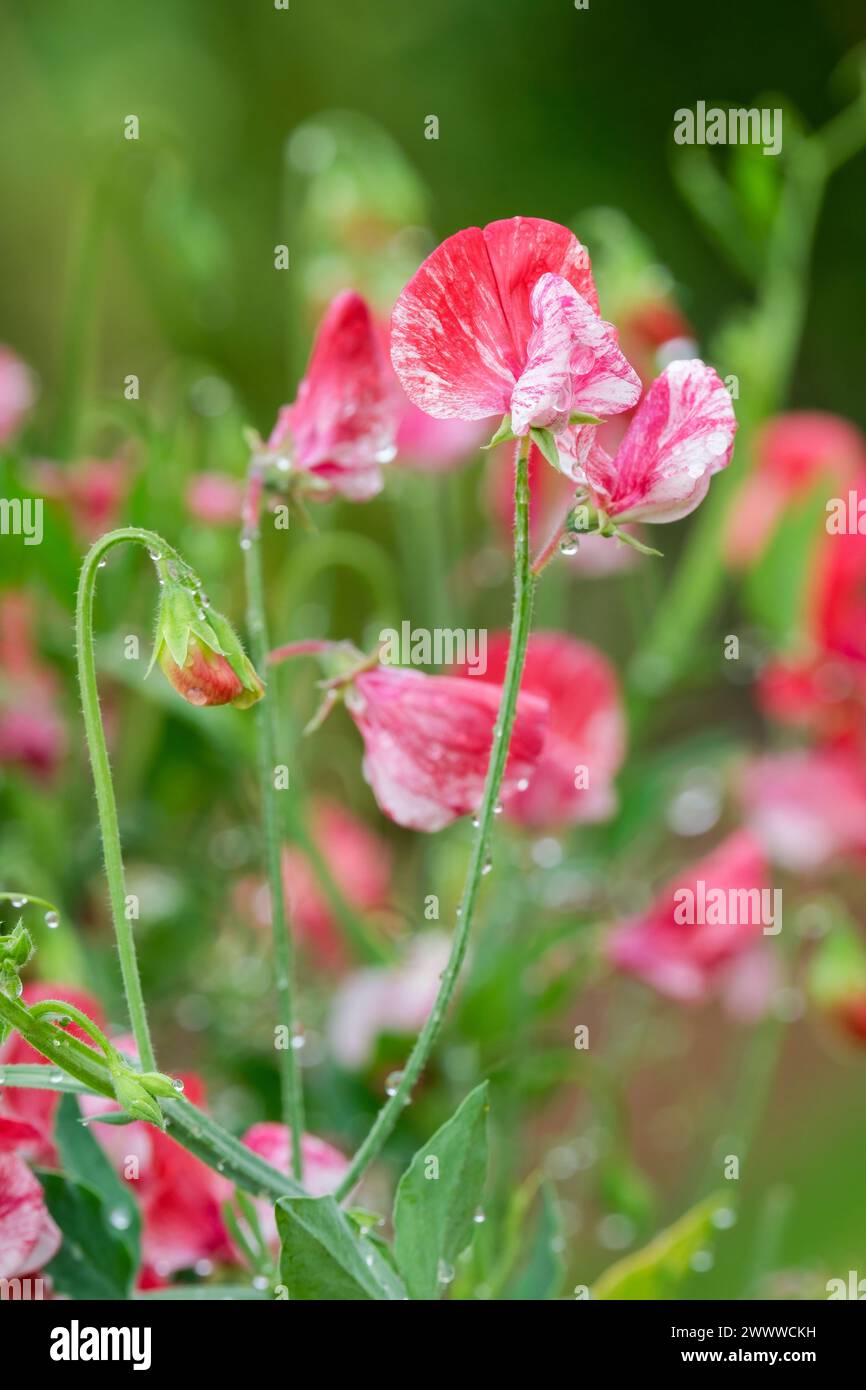 Süße Erbse, Lathyrus odoratus Königin der Inseln, weiß mit purpurroten Streifen Stockfoto