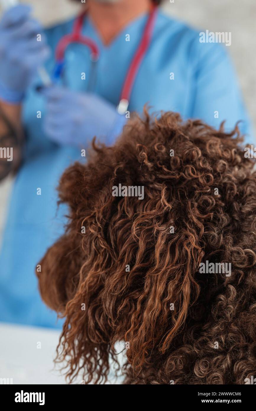 Tierarzt bereitet den Impfstoff für den Hund vor Stockfoto