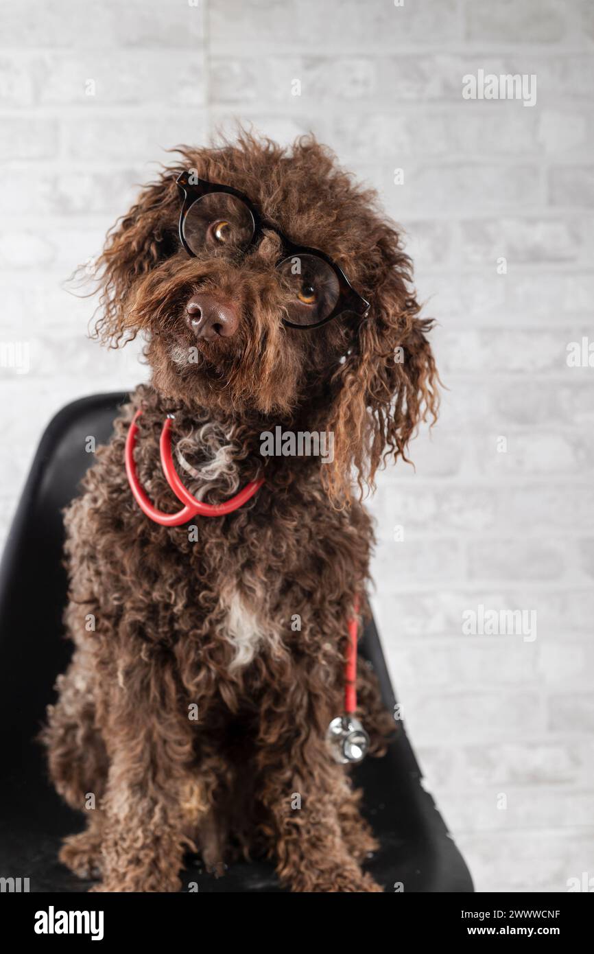 Lustiger Wasserhund, der auf einem Stuhl sitzt, mit Brille und Stethoskop. Veterinärmedizinisches Konzept Stockfoto