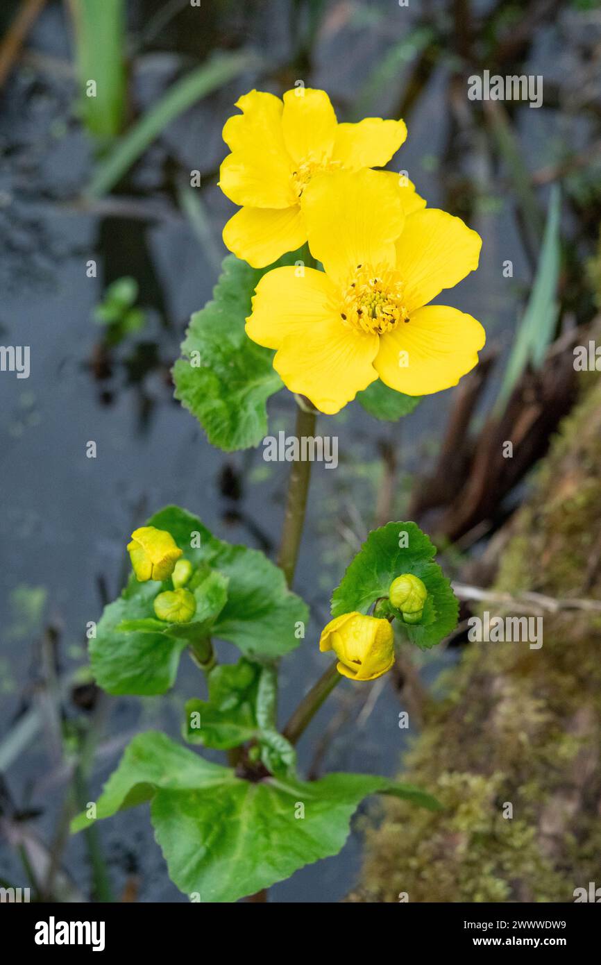 marsh Ringelblume in Blume für Teich Stockfoto