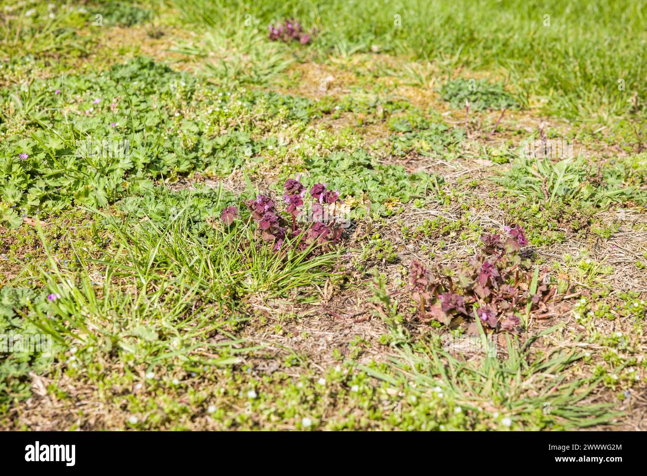 Nahaufnahme von Unkraut auf einem Rasen in einem britischen Garten, mit violetter Totzessel. Gartenpflege und Unkrautbekämpfung. Stockfoto