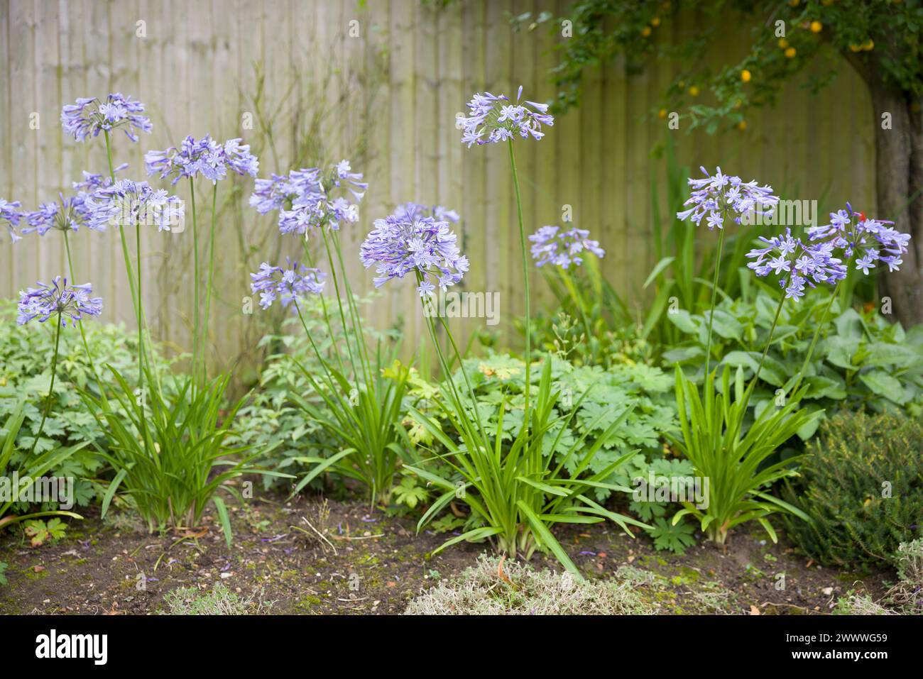 Blaue Agapanthus-Pflanze (afrikanische Lilie), die im englischen Gartenbeet wächst, Großbritannien Stockfoto