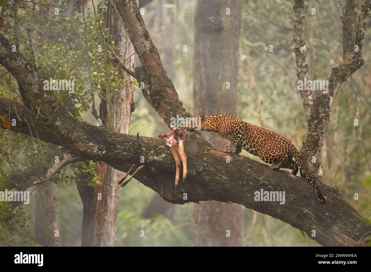 Der indische Leopard Panthera pardus fusca nähert sich auf einem schrägen Baumzweig seiner im Baum hängenden Beute mit einer dichten Kulisse des Kabini-Waldes, Indien. Stockfoto