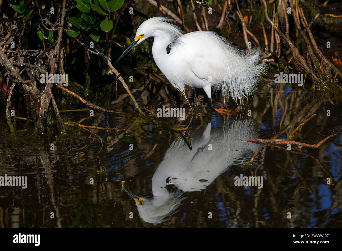 Schneereiher (Egretta thula) mit Zuchtgefieder im Mangrovensumpf mit Reflexion, Merrit Island Wildschutzgebiet, Florida, USA. Stockfoto