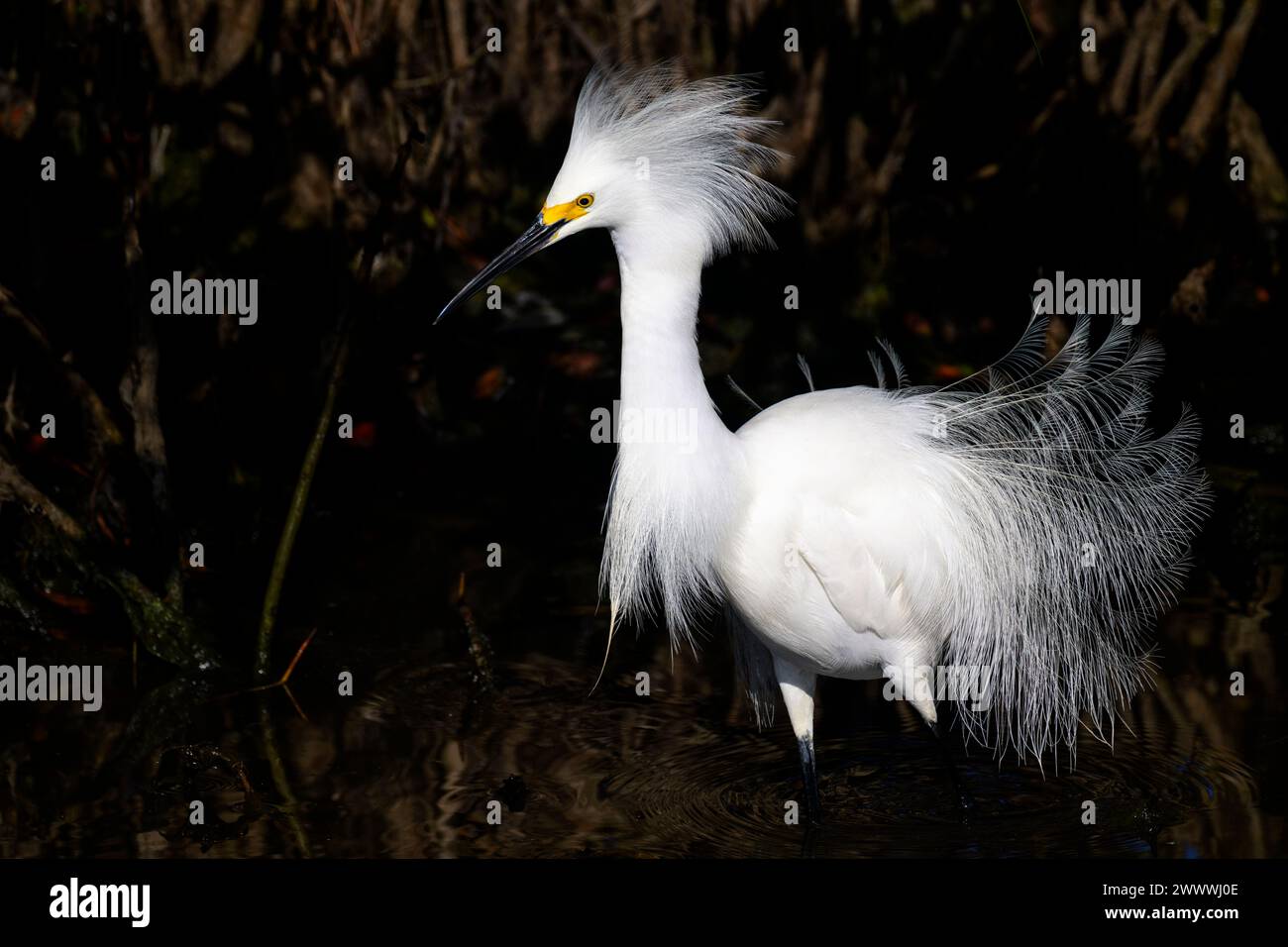 Schneereiher (Egretta thula) mit Zuchtgefieder im Mangrovensumpf, Merrit Island Wildschutzgebiet, Florida, Stockfoto