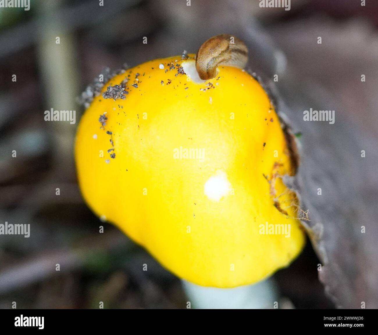 Eine Schnecke, die an einem leuchtenden Orangenpilz in einem Wald knabbert Stockfoto