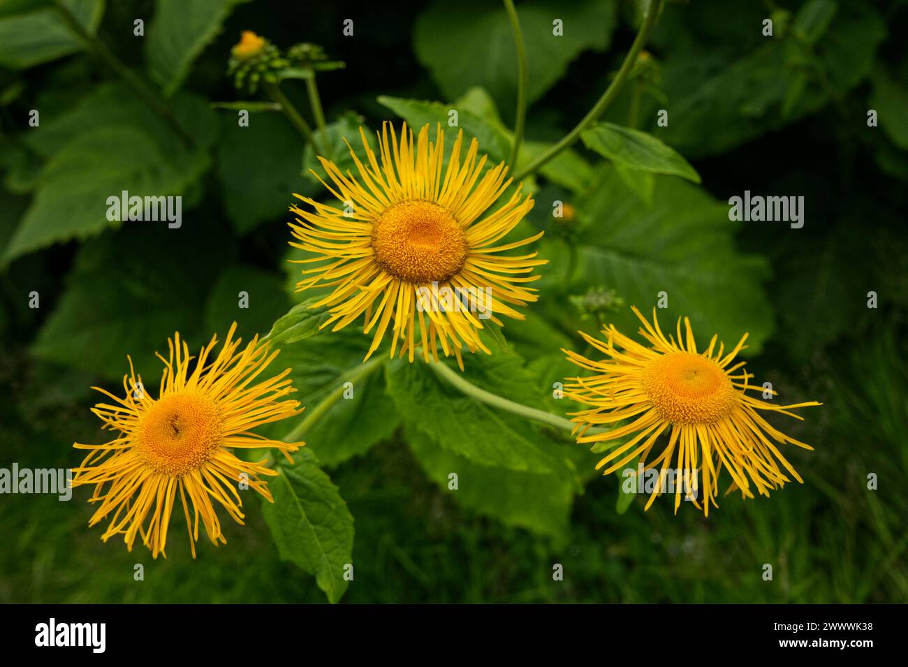 Nahaufnahme von drei gelben Elekampanblüten gruppiert Stockfoto