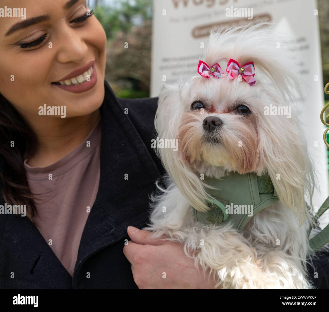 Ein maltesischer Terrier-Welpen und sein Besitzer London UK Stockfoto