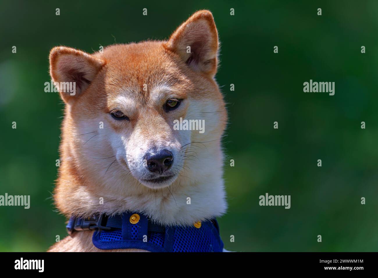 Porträt eines süßen Hundes, der neugierig aussieht Stockfoto