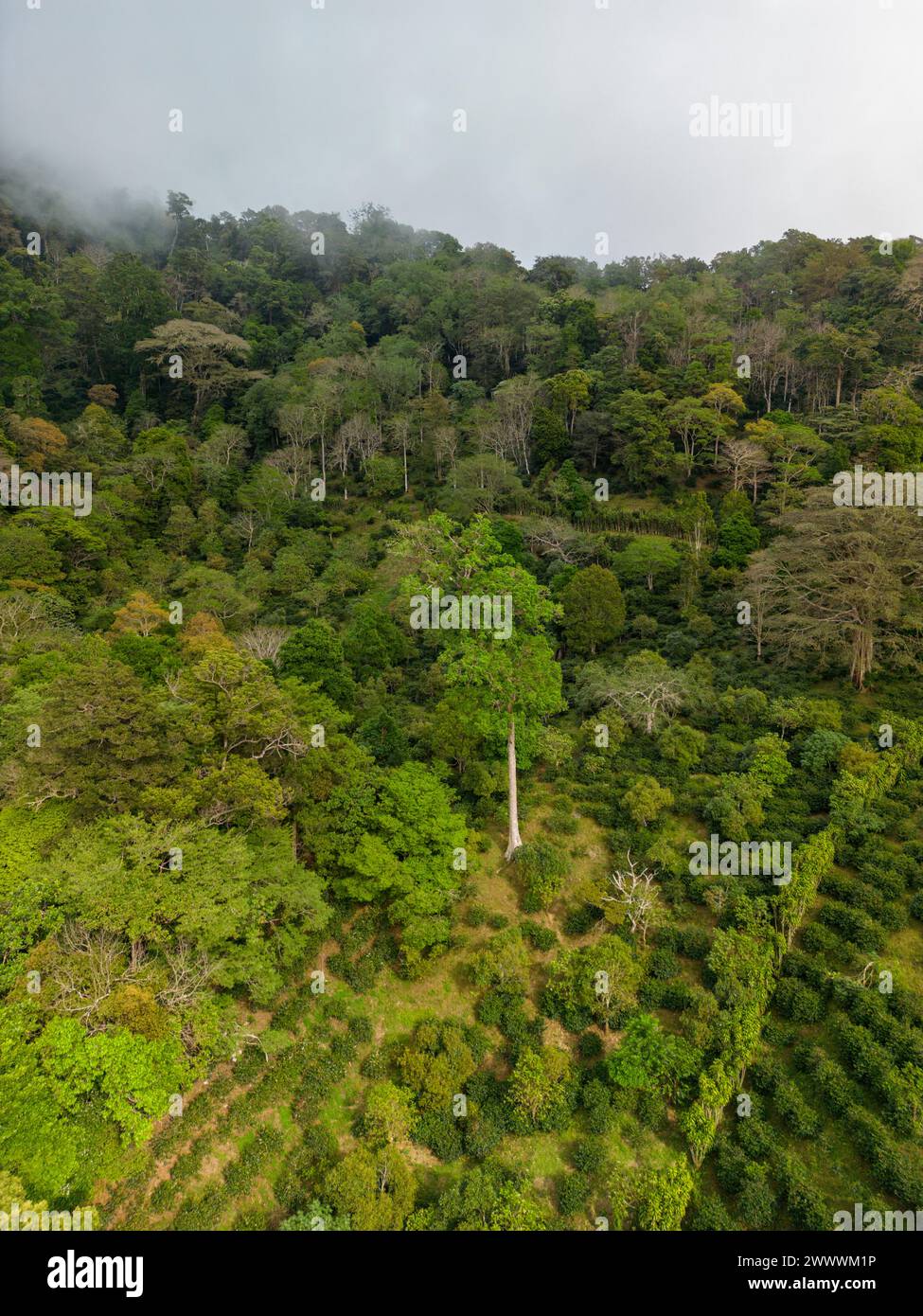 Kaffeeplantage, bewölkter Regenwald in den Chiriqui Highlands, Chiriqui, Panama, Zentralamerika – Stockfoto Stockfoto