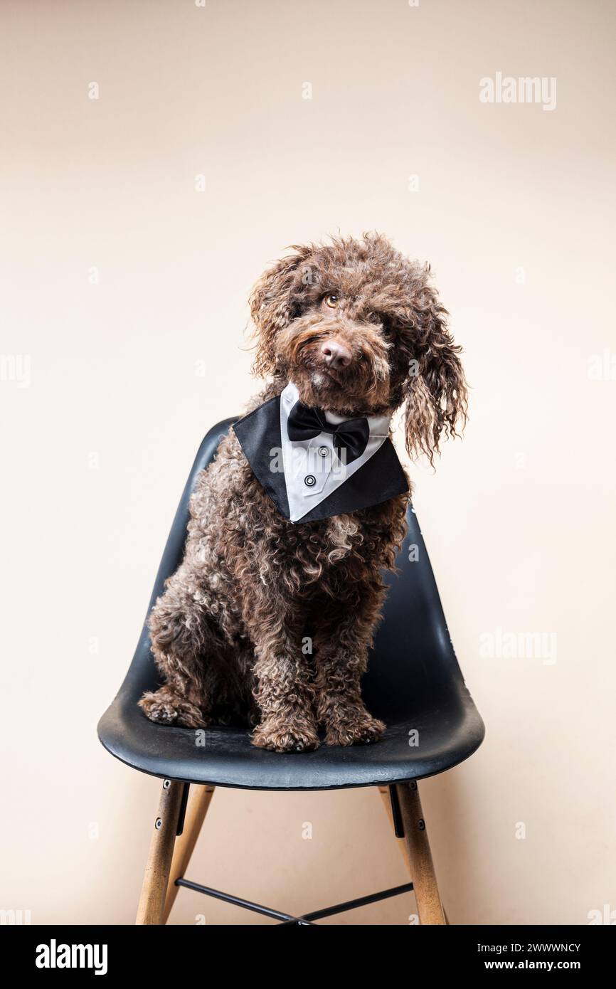 Ein Hund mit einem stilvollen Halstuch, der auf einem schwarzen Stuhl sitzt Stockfoto