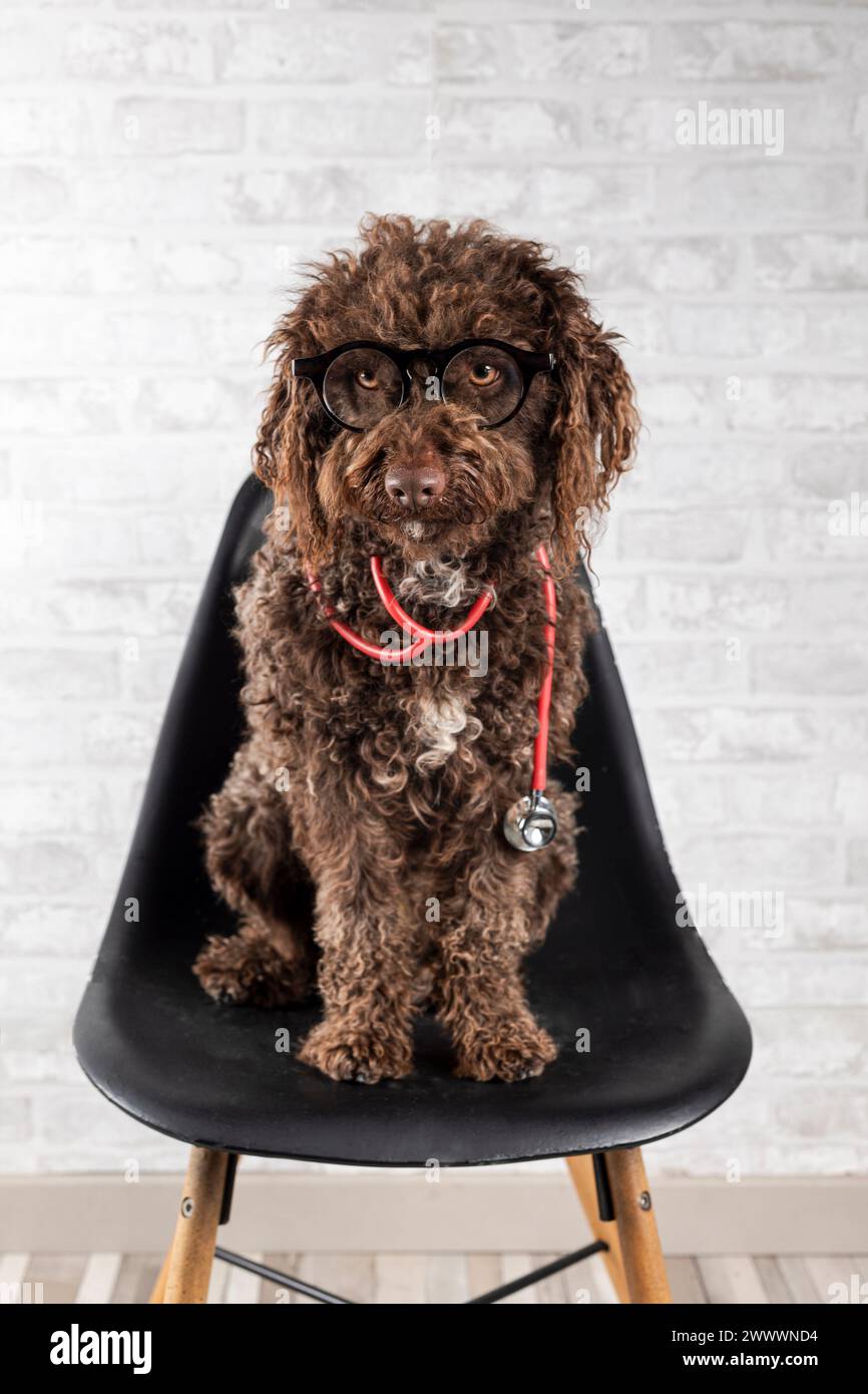 Ein Hund mit Brille, der auf einem schwarzen Stuhl sitzt Stockfoto