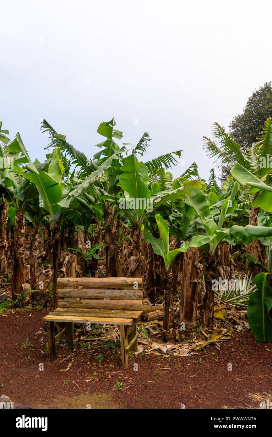 Eine Holzbank in einem üppigen Bananenhain bietet einen ruhigen Ort zur Entspannung in der Natur. Stockfoto
