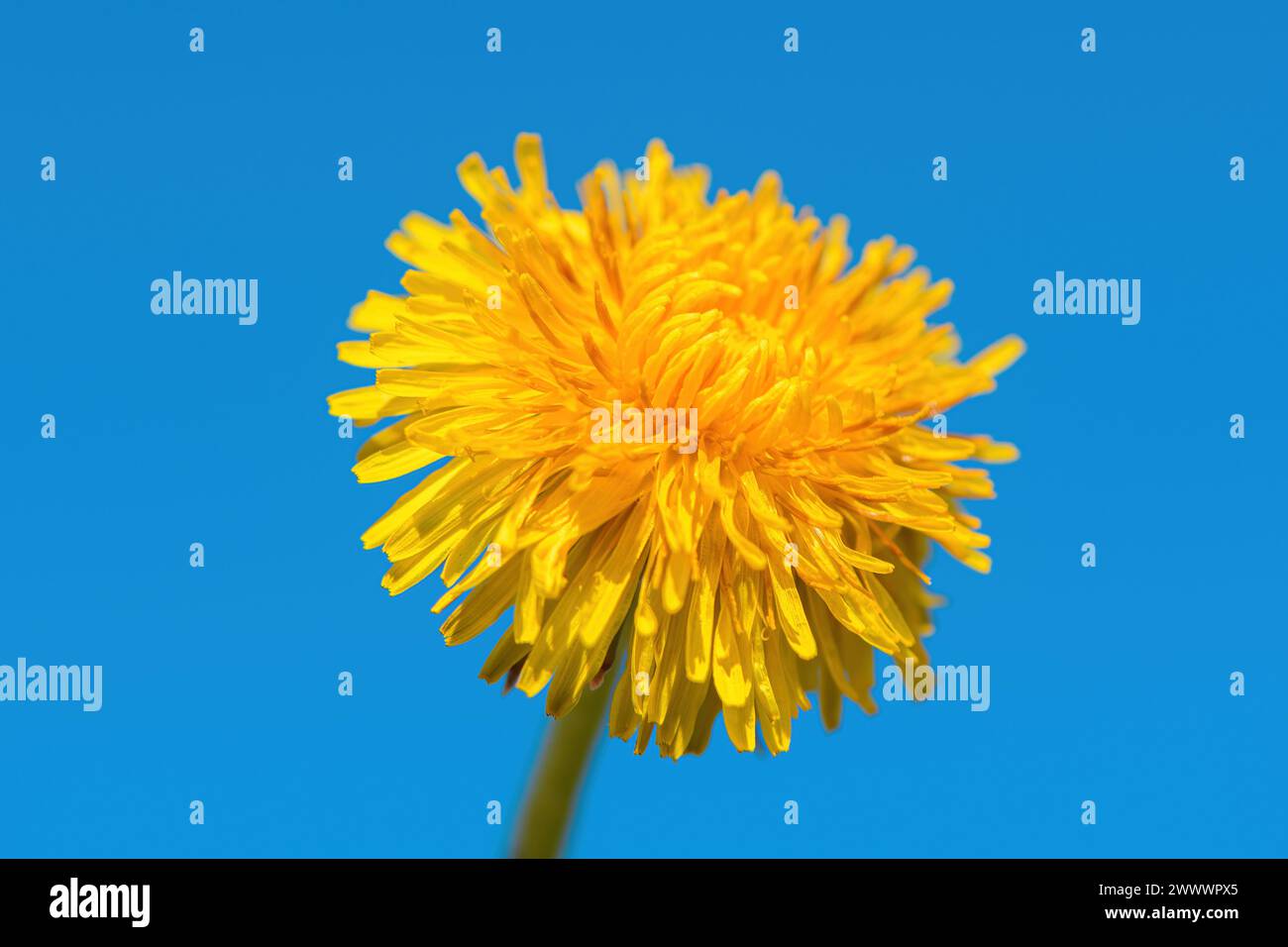 Gelber Löwenzahnblumenkopf gegen blauen Himmel, selektiver Fokus Stockfoto