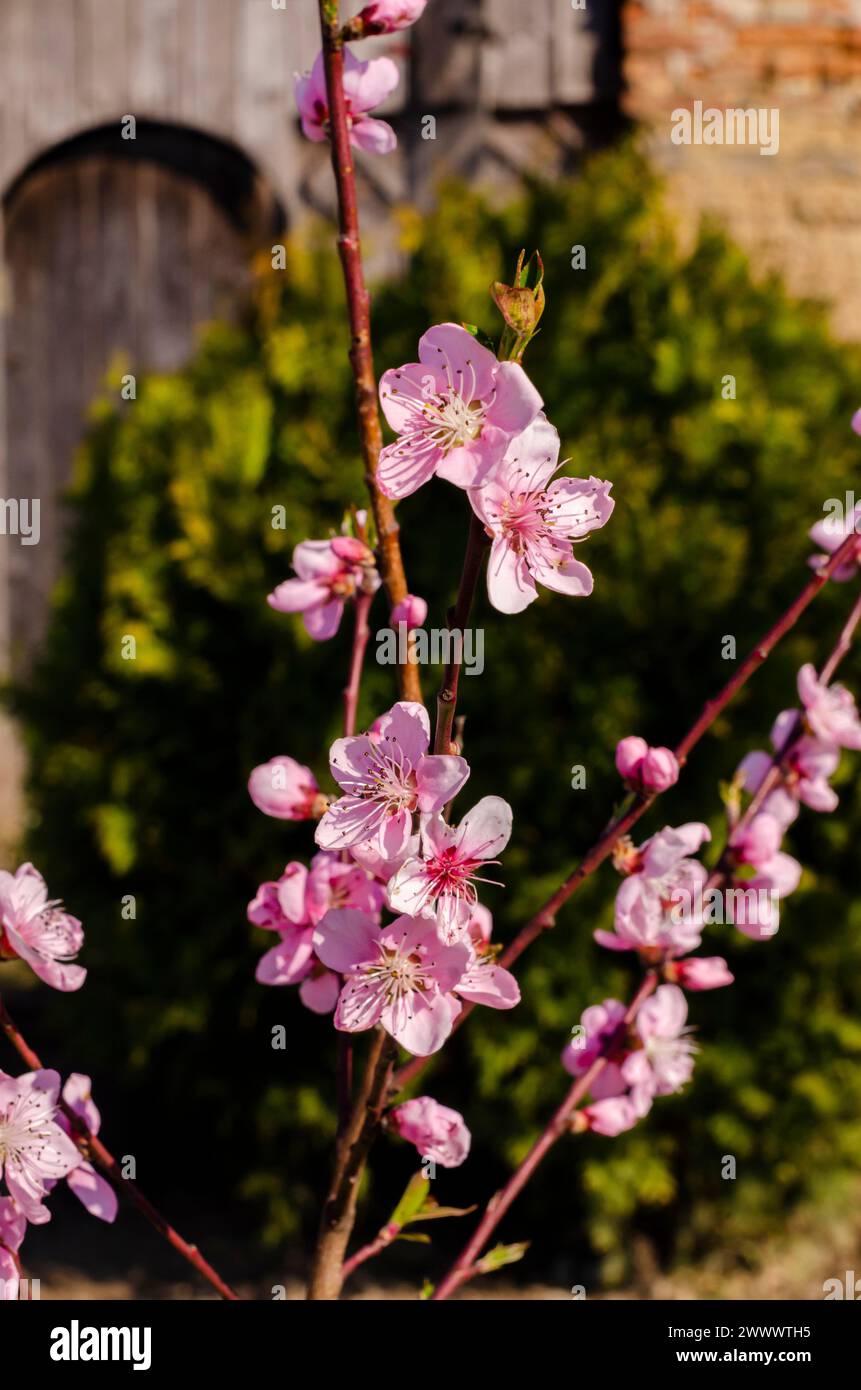 Wunderschöne rosa Pfirsichblüten im Bauerngarten Stockfoto