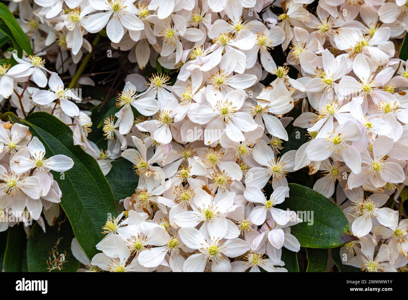 Clematis flammula, die duftende Jungfrau-Krause, ist eine blühende Pflanzenart aus der Familie der Ranunculaceae. Stockfoto