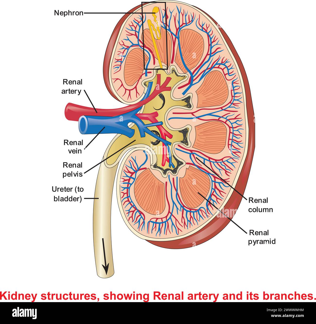 Nieren, Veterinär, Nieren, Ausscheidung, Nephropathie, Vektor, Illustration, Gesundheit, Medizin, Medizin, Wissenschaft, gesund, Diagramm, Körper, Blut, Krankheit, b Stock Vektor