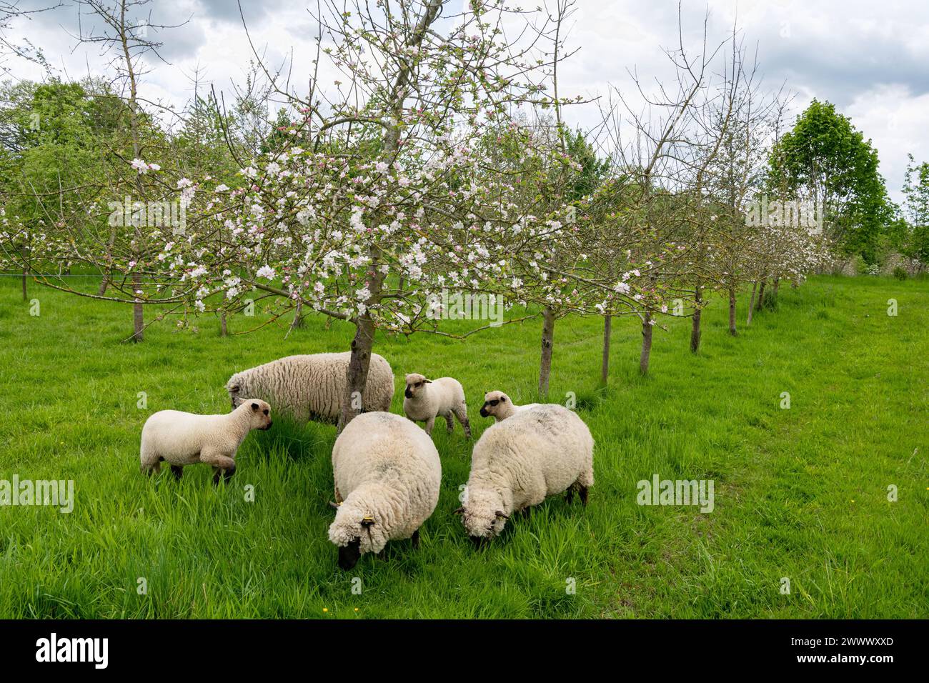 Agroforstwirtschaft, Schafzucht im Apfelgarten. Die Wiese oder Weide verbindet Obstbäume mit Vieh Stockfoto