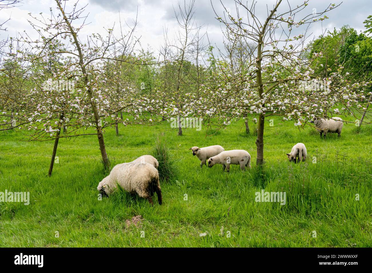 Agroforstwirtschaft, Schafzucht im Apfelgarten. Die Wiese oder Weide verbindet Obstbäume mit Vieh Stockfoto
