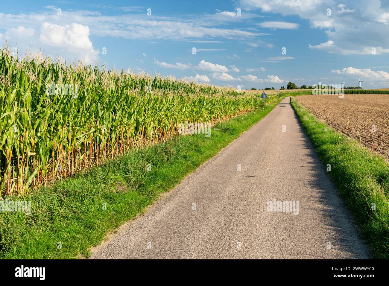 Fresne-le-Plan (Nordfrankreich): Maisfeld am Rande einer Landstraße. Stockfoto