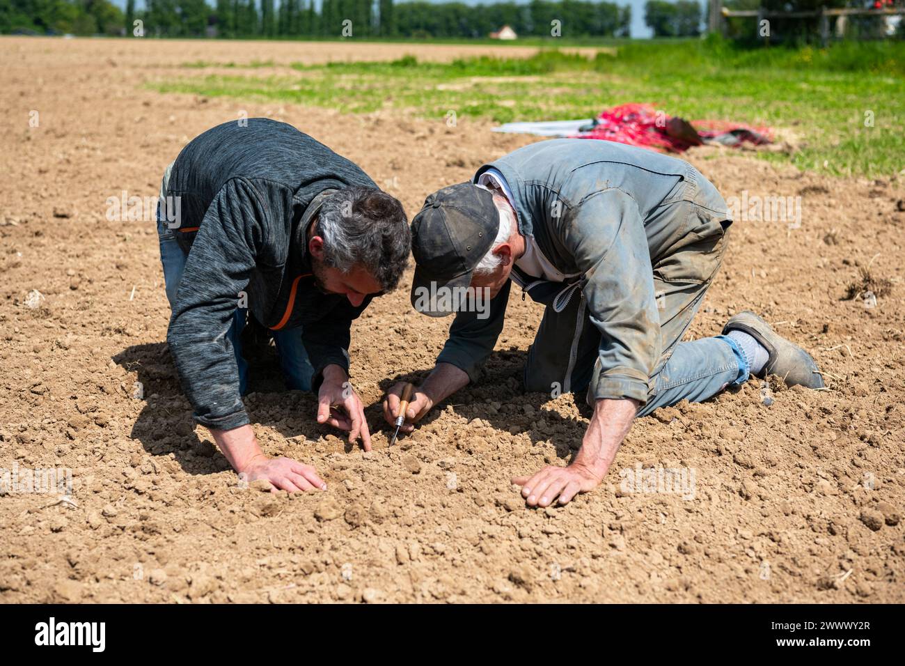 Organischer Hanfkeimling mit Sämaschine. Der Bauer und sein Vater überprüfen den Sämling Stockfoto