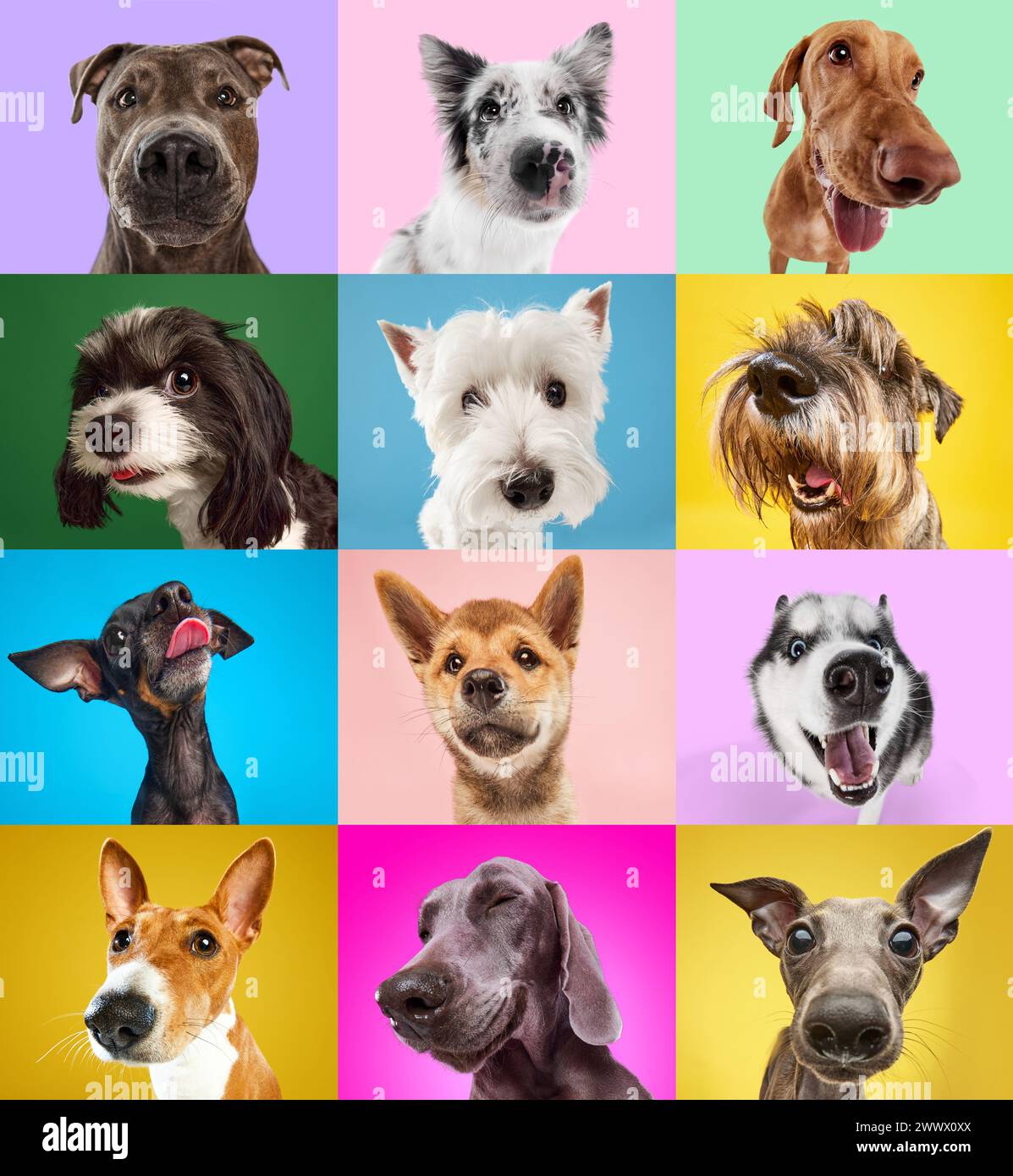 Collage aus Porträt von reinrassigen Hunden, die die Kamera vor buntem Atelierhintergrund betrachten. Fröhliche, lächelnde Maultiere. Stockfoto
