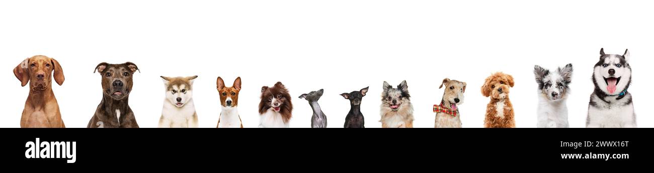 Banner. Süße, entzückende reinrassige Hunde, die vor weißem Studiohintergrund in die Kamera schauen. Fröhliche, lächelnde Maultiere. Stockfoto