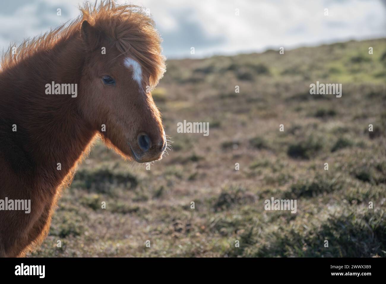 Carneddau-Pony, Frühjahrs in den Bergen von Carneddau Stockfoto