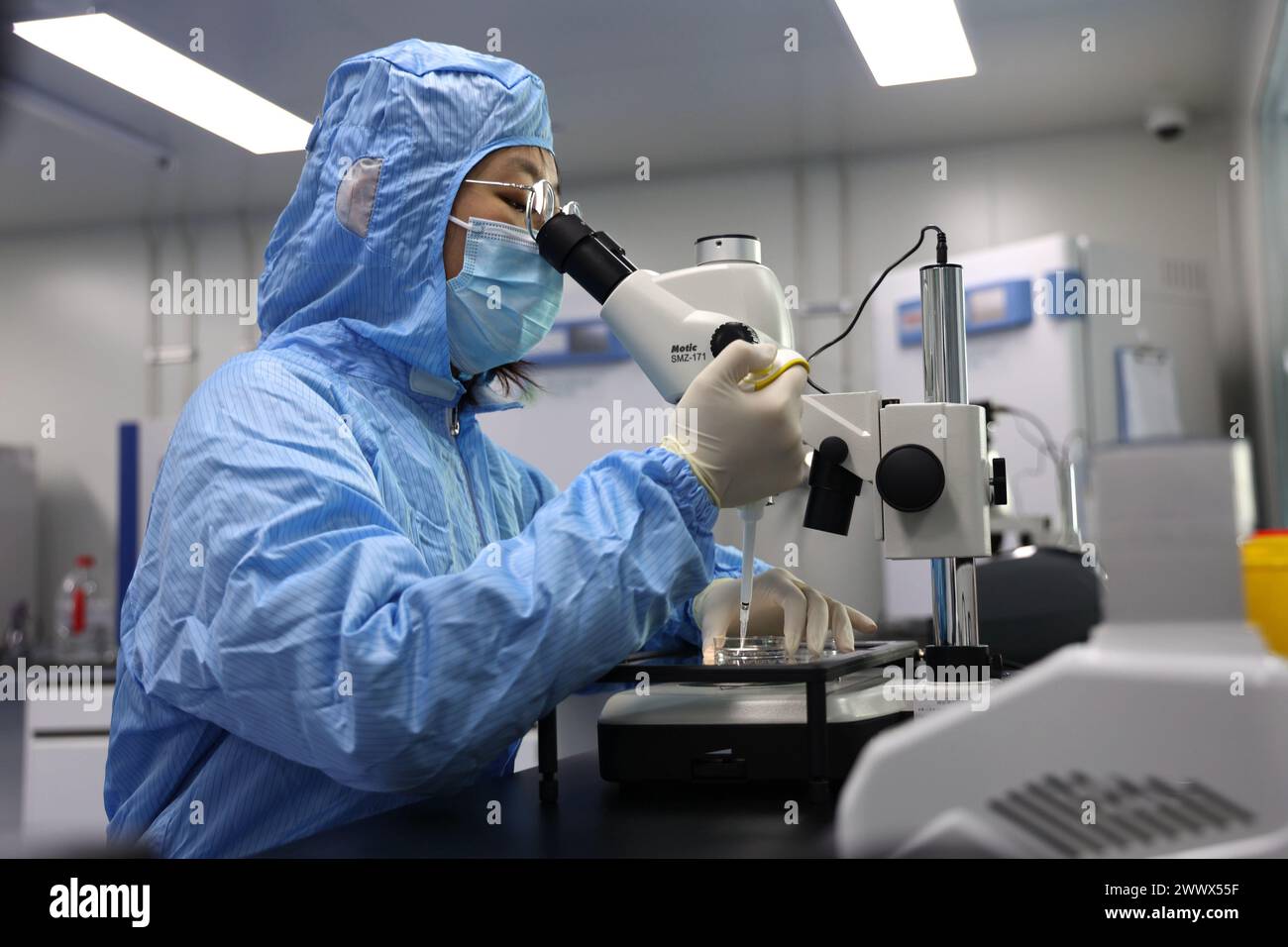 BINZHOU, CHINA - 26. MÄRZ 2024 - Ein Forscher führt einen mikroskopischen Embryo-Transfer in einem Labor eines Biotechnologie-Unternehmens in bin durch Stockfoto