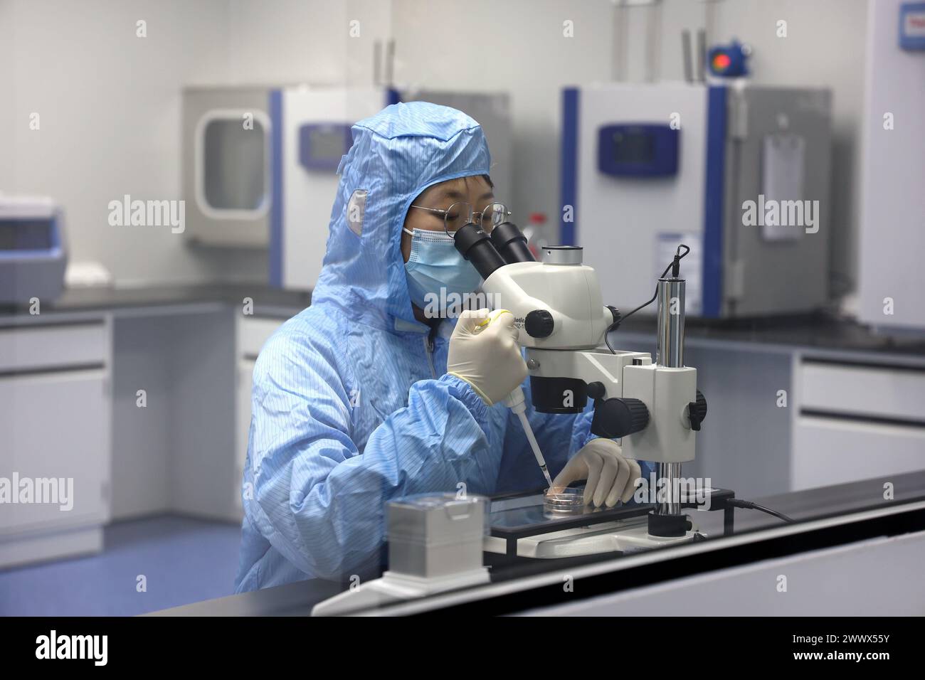BINZHOU, CHINA - 26. MÄRZ 2024 - Ein Forscher führt einen mikroskopischen Embryo-Transfer in einem Labor eines Biotechnologie-Unternehmens in bin durch Stockfoto