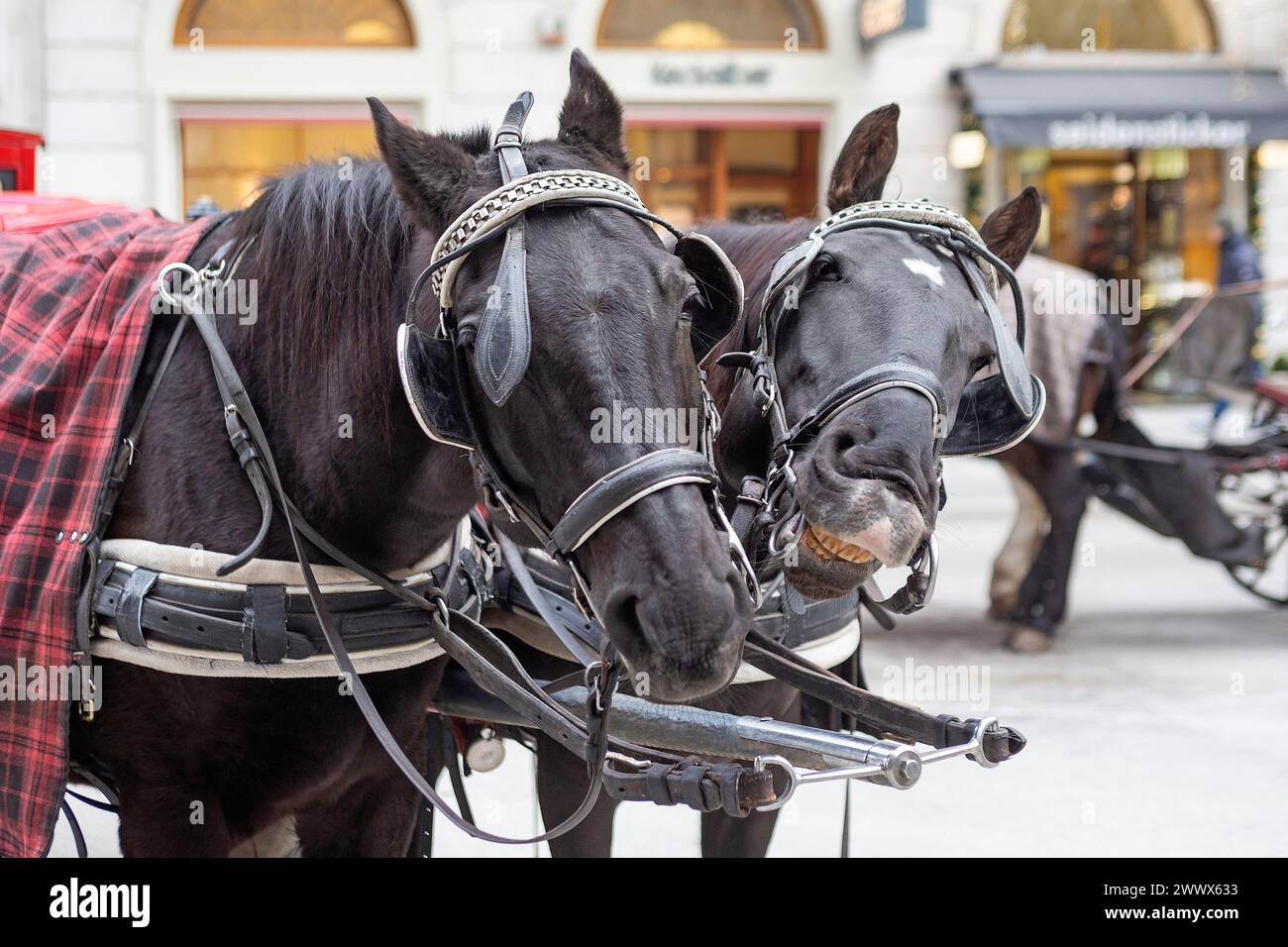 Fiaker Horses, Wien, Österreich Stockfoto
