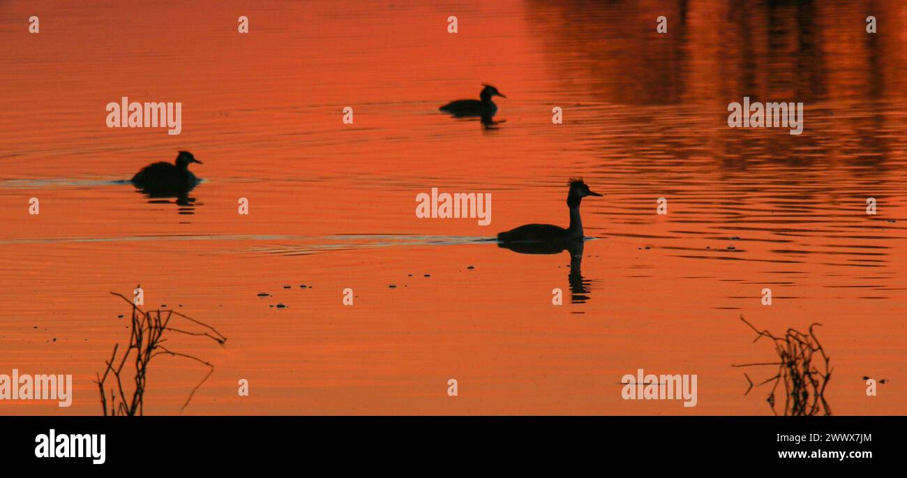 Drei große Haubenvögel bei Sonnenaufgang auf einem Teich in der Region La Dombes, Departement Ain, Frankreich Stockfoto