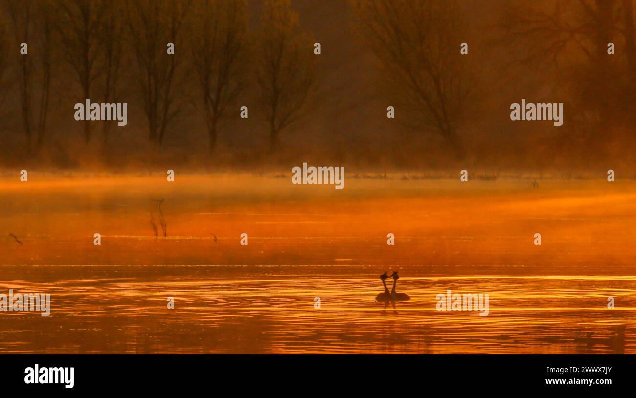 Zwei große Haubenvögel, Balzritual während des Sonnenaufgangs auf einem Teich in der Region La Dombes, Département Ain, Frankreich Stockfoto